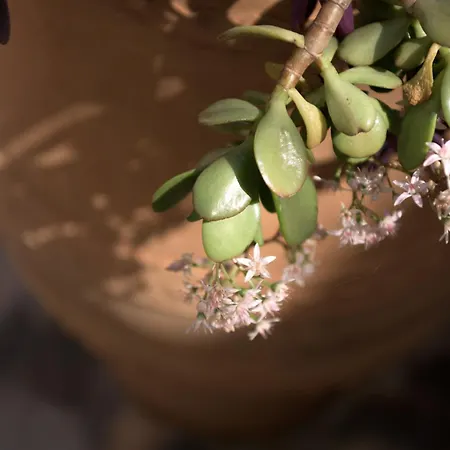 Sofia's Modern 1 Apartament *