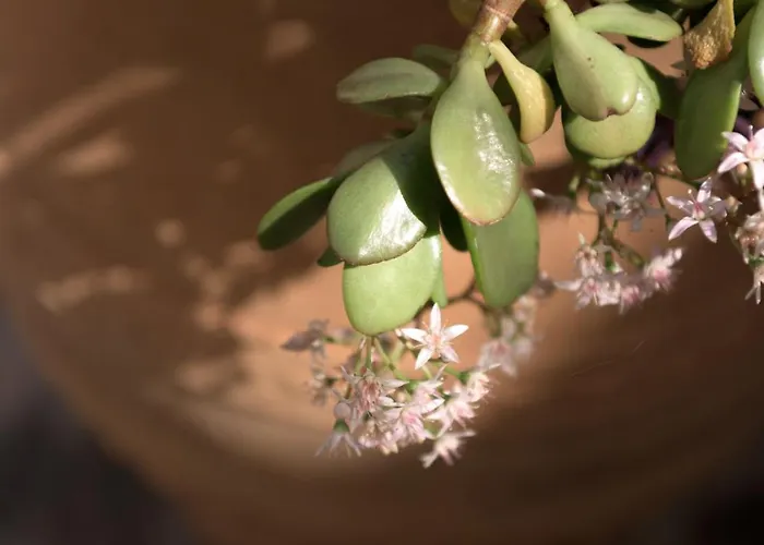 Sofia's Modern 1 Apartament *